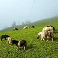 Grüneggalm Shetland Ponys