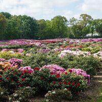 Rhododendren