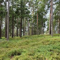 Meuraer Heide
