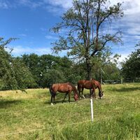 Um's Öschle
