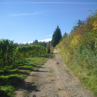 Der Wanderweg oberhalb der Wachtenburg.