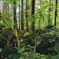 Höhlenpark Klausenstein in Bezau