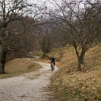 Forststraße durch Kastanien in Drena
