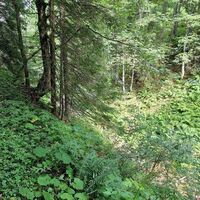 Natur pur im Sebringgraben am Luchstrail