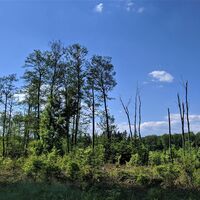 Ruhestetter Ried Naturschutzgebiet