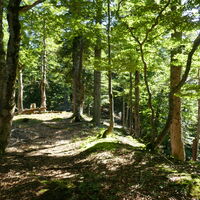 der Gipfel des Gameringstein ist bewaldet und unspektakulär - einige Pilze lassen sich jedoch finden