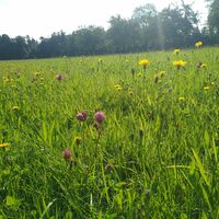 Blühende Wiesen begleiten einen Teil des Weges