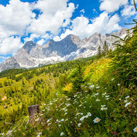 Blumenwiese auf der Brandalm