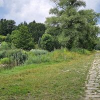 Reiher am Donaudamm
