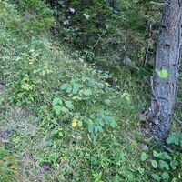 Hier gleich nach der Abzweigung vom Forstweg die erste Markierung. Links vom Baum sind die Pfadspuren zu erkennen.