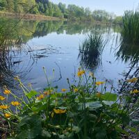 Bassgeigensee