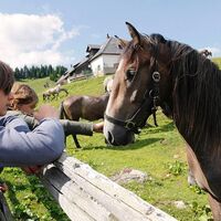 Sommerweiden Lipizzaner beim Alten Almhaus