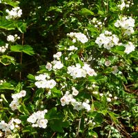 Blüten