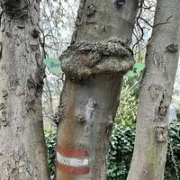 Wegweiser nicht mehr ganz lesbar, jedenfalls hier weiter