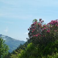 Alpenrosen beim Abstieg
