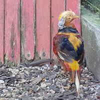 Buntes Huhn im Pfauengarten Gaxhardt