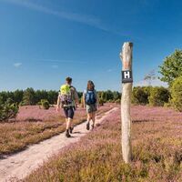 Den Heidschnuckenweg wandern auf mehreren Etappen