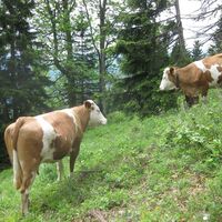 am Stadlberg
