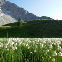 das Wollgras bei der Haseneckalpe