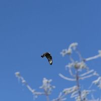 Flug des Bussards