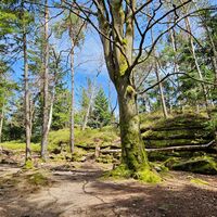 10.2 Beim Wegweiser rechts die Mandelstein-Umrundung