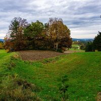 Wald