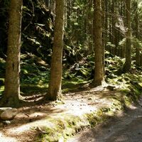 Wald bei Hinterzarten
