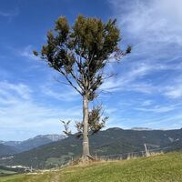 Hier war bis vor kurzem ein kanzelartiger Hochstand (im Internet gibts noch Fotos davon). Eventuell von renitenten Wildtieren gesprengt?