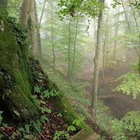 ein Wald wie im Märchen
