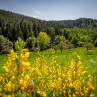 Das Brotenautal zeigt sich kurz offen und weitläufig, bevor es wieder in dichten Wald geht