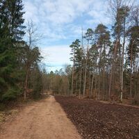 Sanierter Weg im Homburger Wald