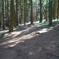 durch den Wald zum Gipfel erst rauf dann etwas runter