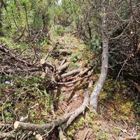 Ausgesägte Latschengasse zwischen Mittelberg und dem Sattel. Ein kurzes Stück mit frischen Sägespuren.