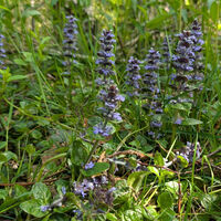 Blumenpracht am Weg