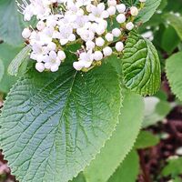 Flora