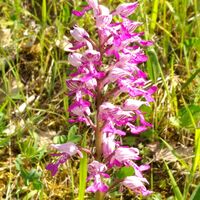 Orchidee-Knaben-Helmkraut-Rennweghohle