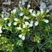 Teucrium montanum