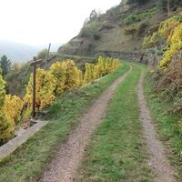 Weinbergsweg oberhalb Valwig