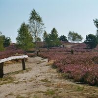 Blick in die Nemitzer Heide