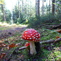 Fliegenpilz am Wanderweg