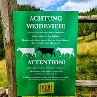 Achtung Weidevieh