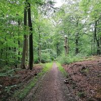 Rund um den "Hohen Kopf"