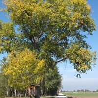 Baum