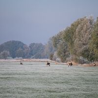 Rehe auf dem frostigen Feld