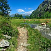 Das Gradenmoos, Sommerweide für Kühe und Pferde.