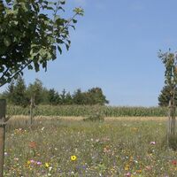 Der Stiftungsgarten in der Nähe des Waldensersteins