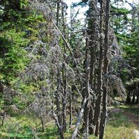 Hochalm aus dem Utschgraben über Eisenpass und Herrenkogel