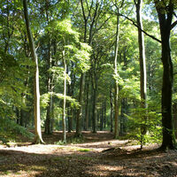 Reichswald