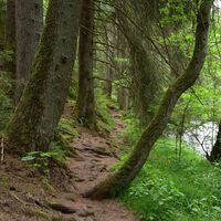Schmaler Pfad an der Wutach