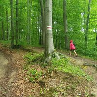 Alter Wald